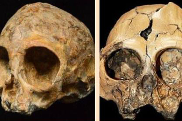 南非发现200万年前头骨化石头骨化石是怎么形成的  第3张